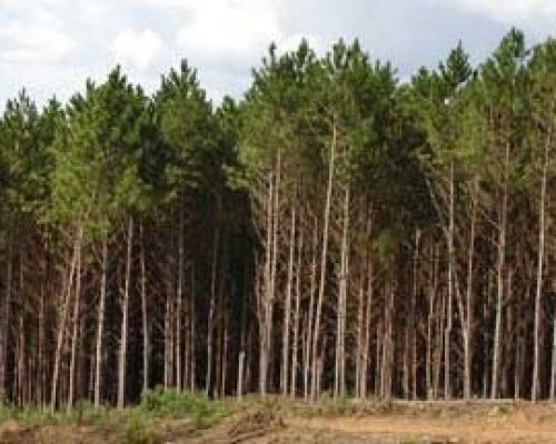 Brazil_Pine_Forest1