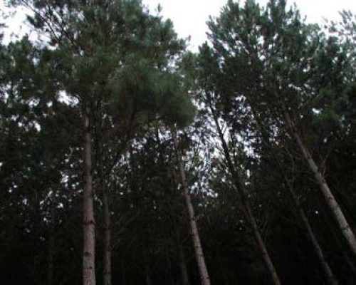 Brazil_Pine_Forest2