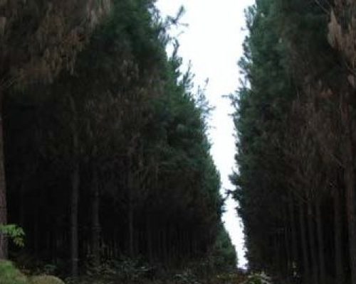Brazil_Pine_Forest3