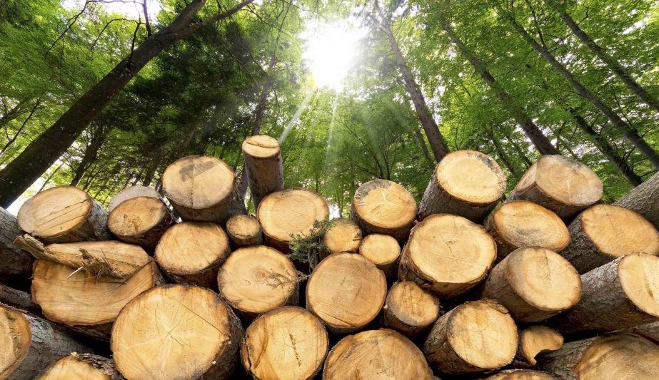 Trunks of trees cut and stacked in the foreground, green forest in the background with sun rays